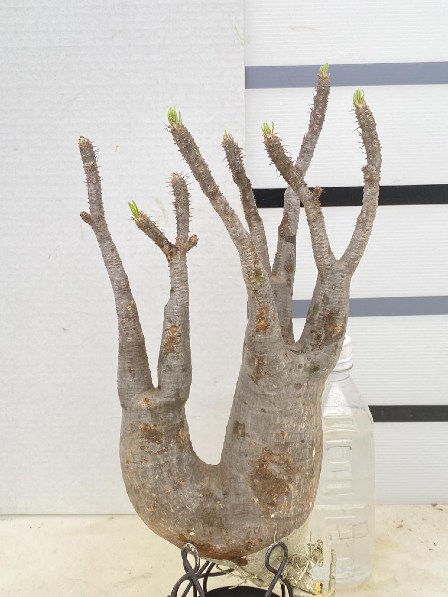 4489「塊根植物」パキポディウム グラキリスM 厳選株 抜き苗【8/4最新到着・gracilius・根切確認済・マダガスカル】