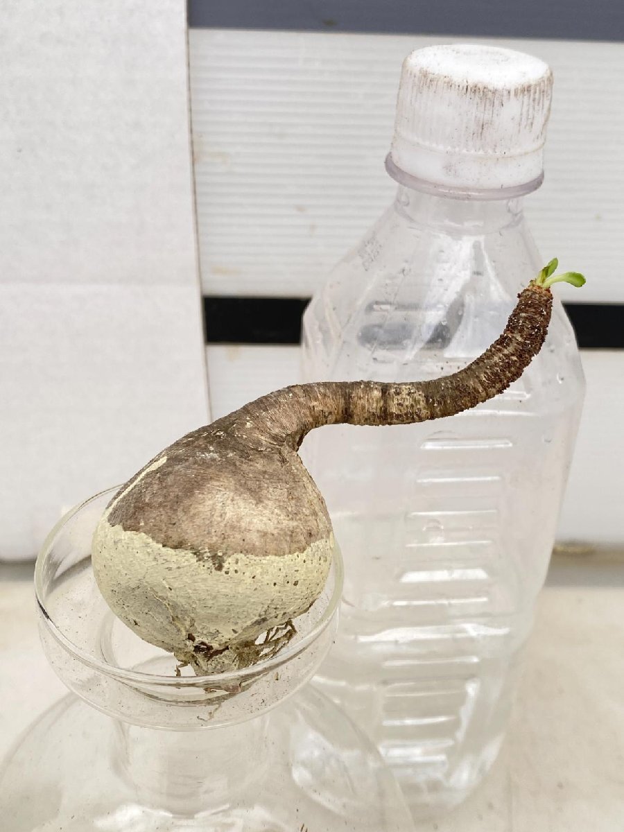 6096 「多肉植物」ユーフォルビア ラメナ 抜き苗【/最新到着・Euphorbia ramena・塊根植物・マダガスカル】