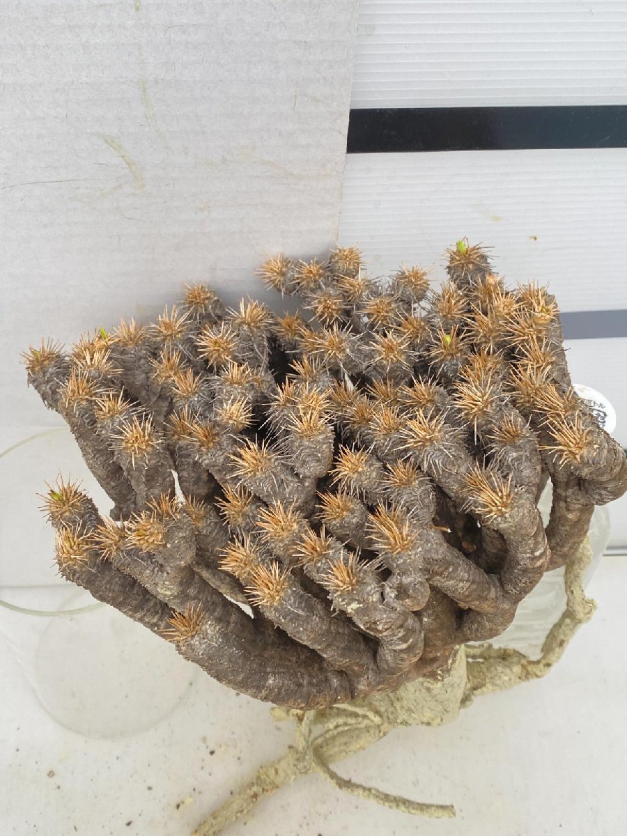 8560 「多肉植物」ユーフォルビア ギラウミニアナ　抜き苗【/最新到着・Euphorbia guillauminiana・マダガスカル】