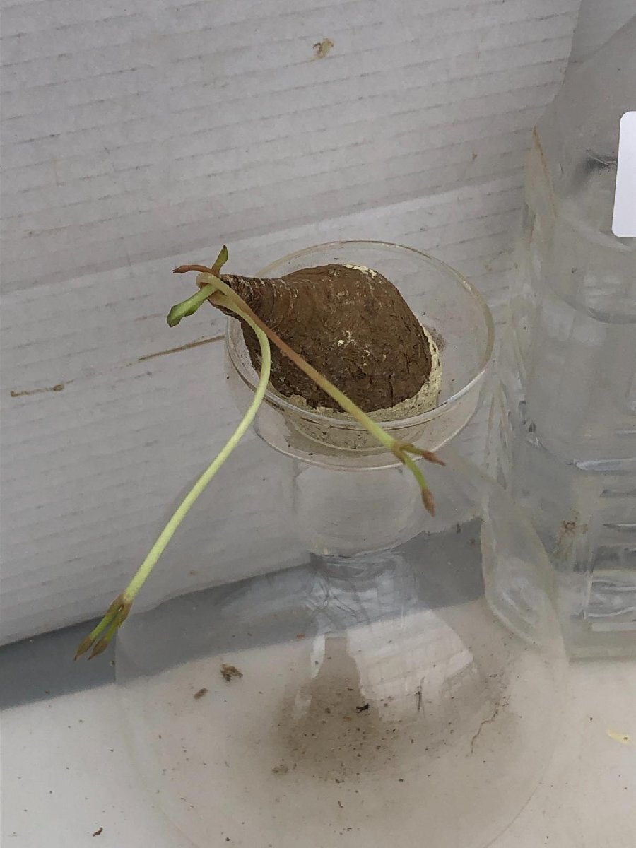 8897 「多肉植物】ユーフォルビア フィッシュスケール 抜き苗【/最新到着・マダガスカル・Euphorbia fish bone】