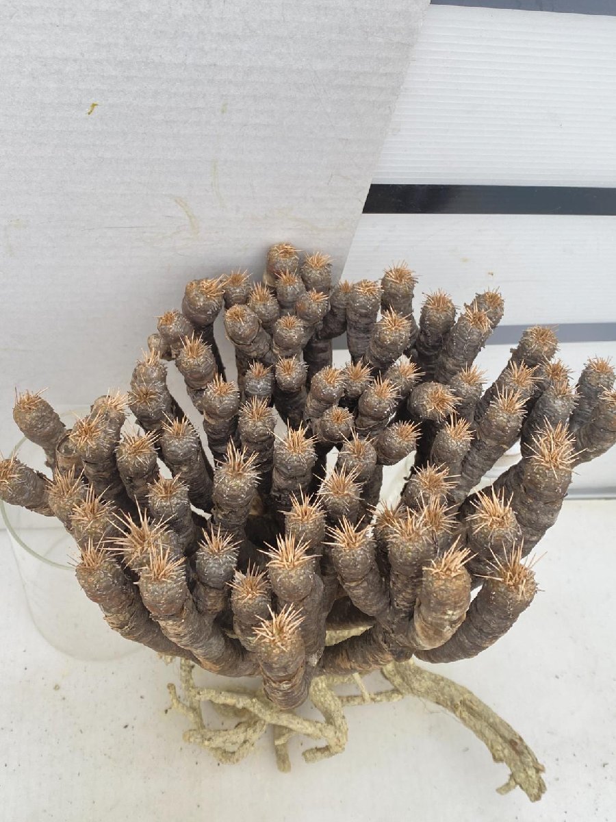 8561 「多肉植物」ユーフォルビア ギラウミニアナ　抜き苗【/最新到着・Euphorbia guillauminiana・マダガスカル】