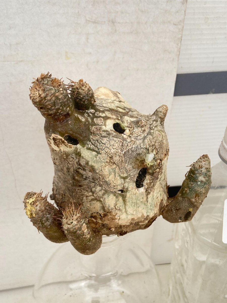 2790 「塊根植物」パキポディウム イノピナツム多頭 抜き苗【8/18最新到着・inopinatum・根切確認済・マダガスカル】