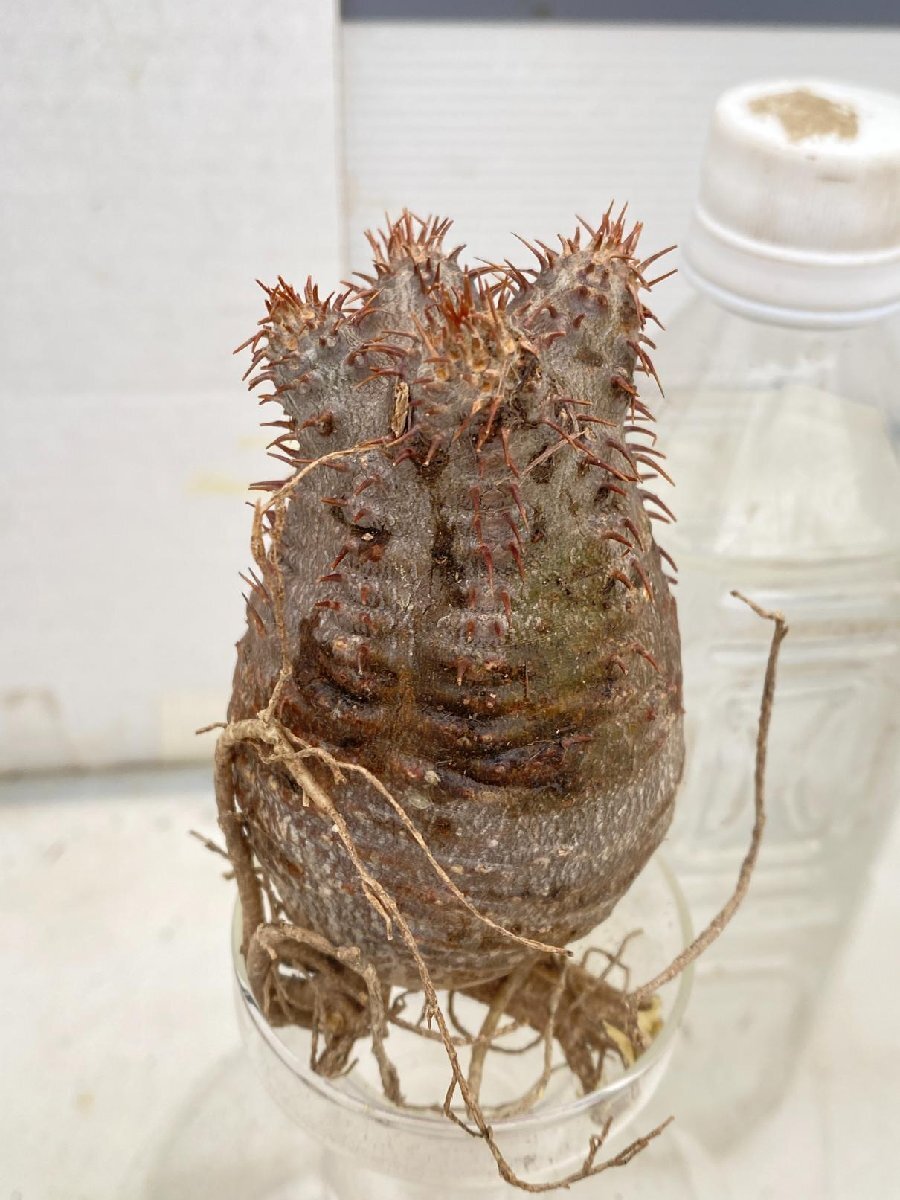2412 「塊根植物」パキポディウム グラキリスS 厳選株 抜き苗【8/18最新到着・gracilius・根切確認済・マダガスカル】