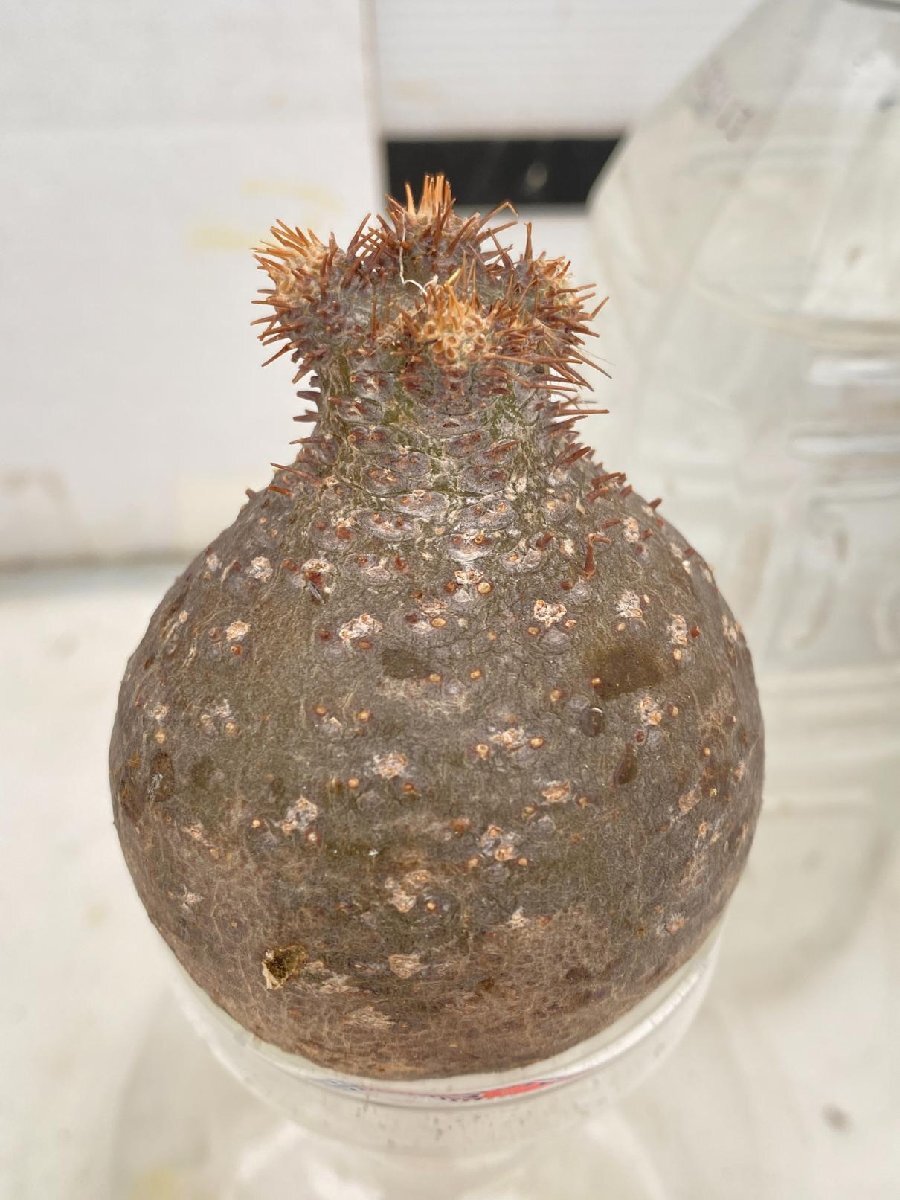 2408 「塊根植物」パキポディウム グラキリスS 厳選株 抜き苗【8/18最新到着・gracilius・根切確認済・マダガスカル】