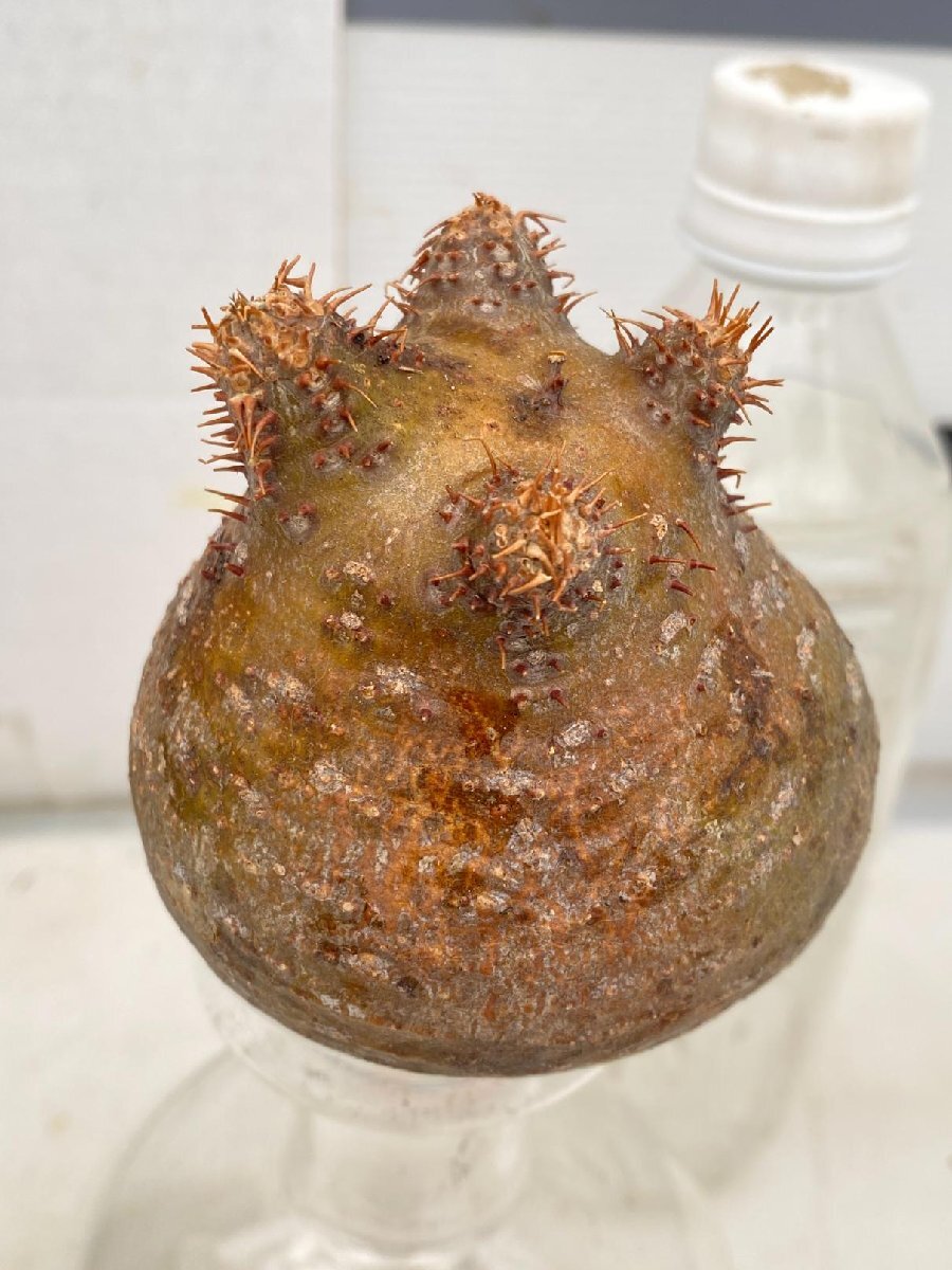 2409 「塊根植物」パキポディウム グラキリスS 厳選株 抜き苗【8/18最新到着・gracilius・根切確認済・マダガスカル】