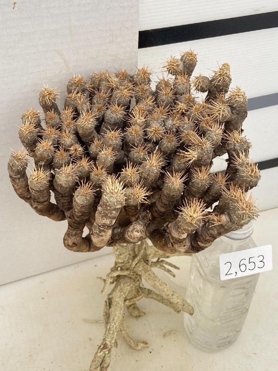 2653 多肉植物 ユーフォルビア ギラウミニアナ 抜き苗 最新到着 Euphorbia guillauminiana マダガスカル(その他)｜売買されたオークション情報、yahooの商品情報をアーカイブ公開  - オークファン | htrxcall.jp