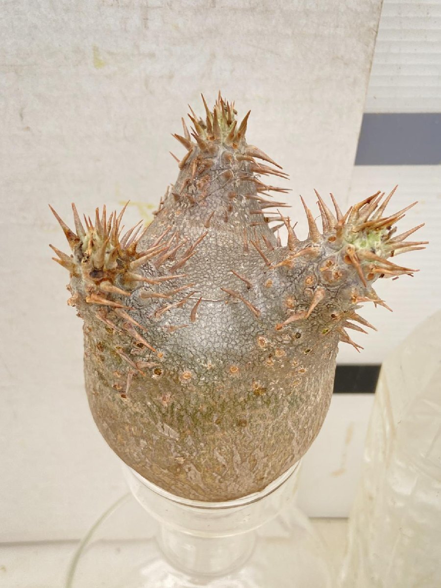 2719 「塊根植物」パキポディウム マカイエンセ 抜き苗【8/18最新到着・makayense・根切確認済み・多肉植物・マダガスカル】