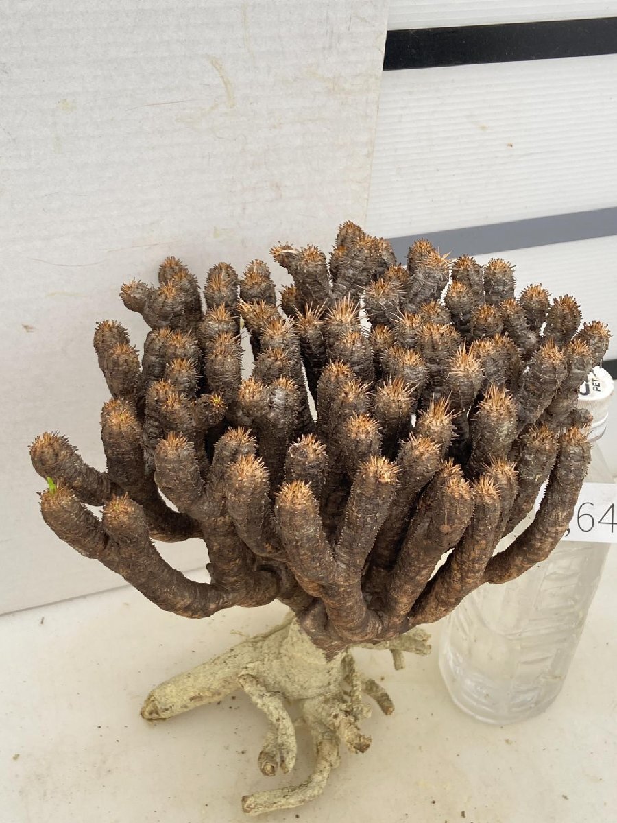 2641 「多肉植物」ユーフォルビア ギラウミニアナ　抜き苗【最新到着・Euphorbia guillauminiana・マダガスカル】