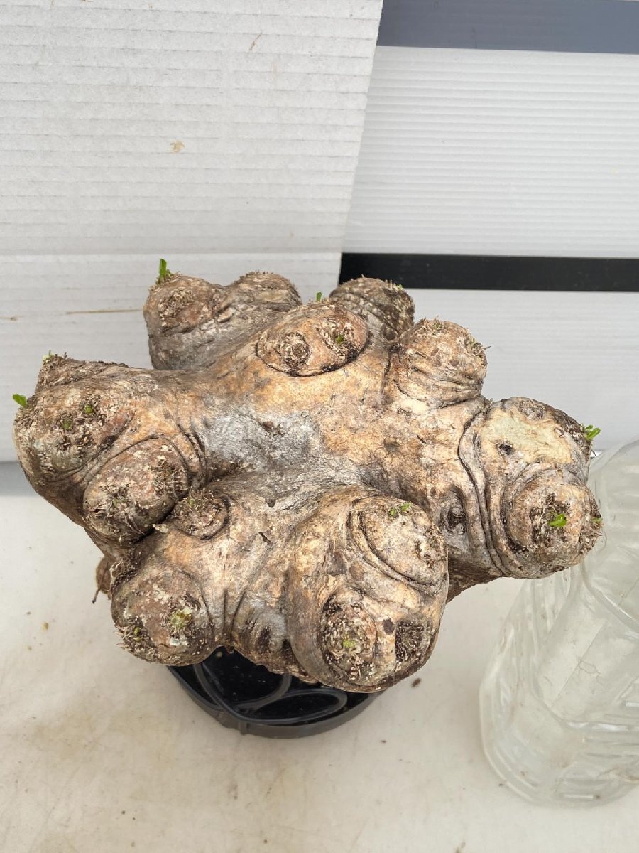 5093 「塊根植物」パキポディウム 恵比寿笑い 抜き苗 【8/18最新到着・brevicaule・根切確認済・多肉植物・マダガスカル】