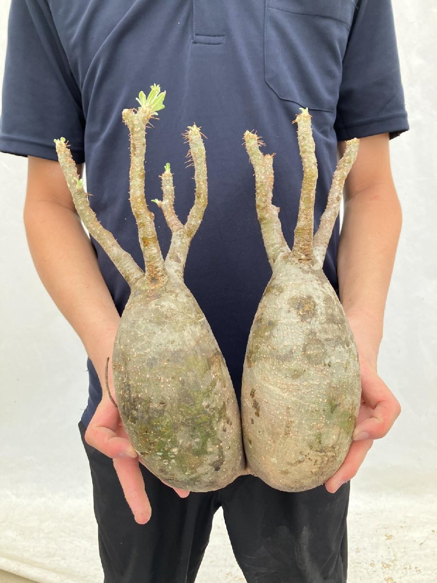 4839 「塊根植物」パキポディウム グラキリス 多頭大 抜き苗【8/18最新到着・gracilius・根切確認済・マダガスカル】