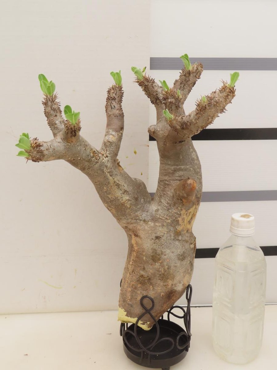 6712 「塊根植物」パキポディウム イノピナツム大 抜き苗【最新到着・inopinatum・根切確認済・マダガスカル】