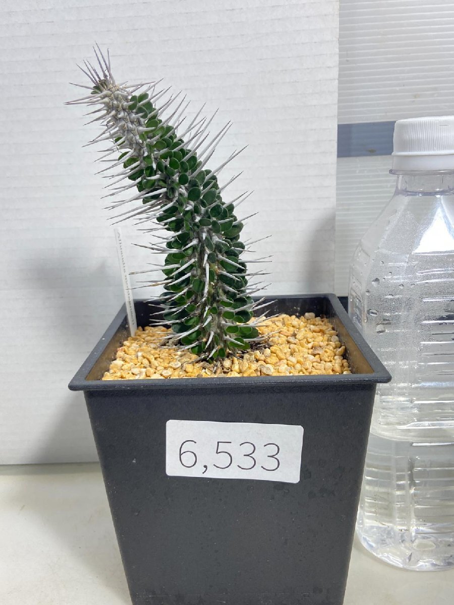 6533 「多肉植物I」アローディア　モンタグナッキー【発根・塊根植物・Alluaudia montagnacii】