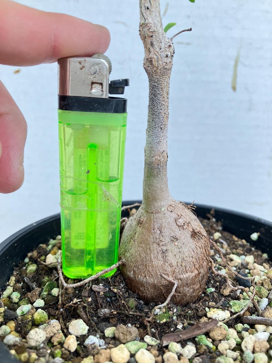 6649 「実生】アダンソニア マダガスカリエンシス 根上げ式【塊根植物・Adansonia madagascariensis・種から発芽】