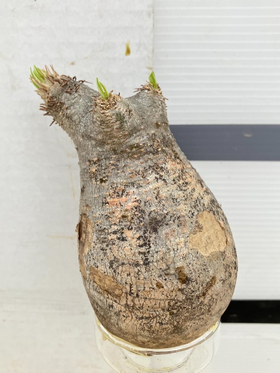 6661 「塊根植物」パキポディウム イノピナツムS 抜き苗【最新到着・inopinatum・根切確認済・マダガスカル】