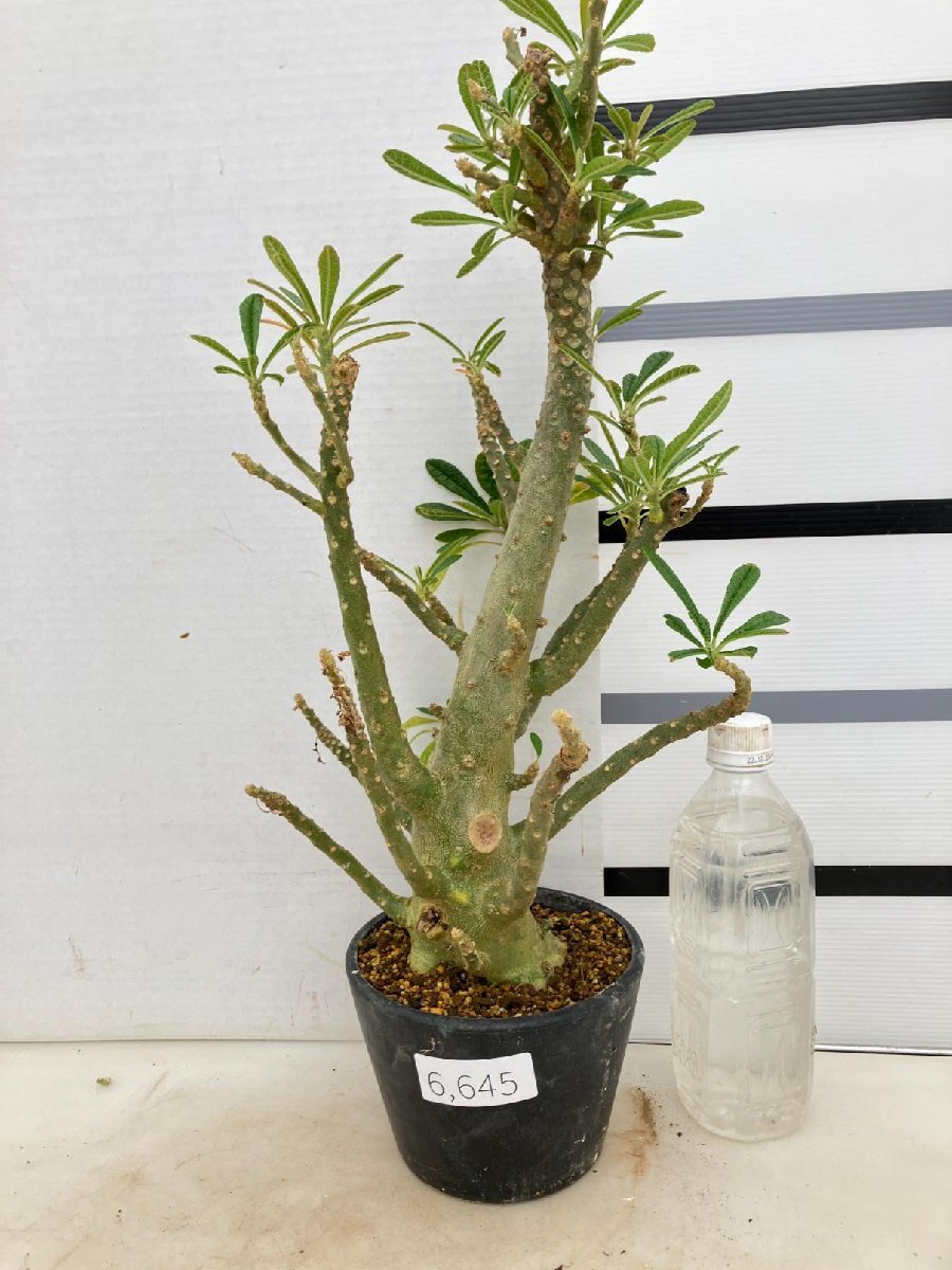 6645 「塊根植物」ドルステニア ギガス 植え【発根開始・発芽開始・Dorstenia gigas・多肉植物】