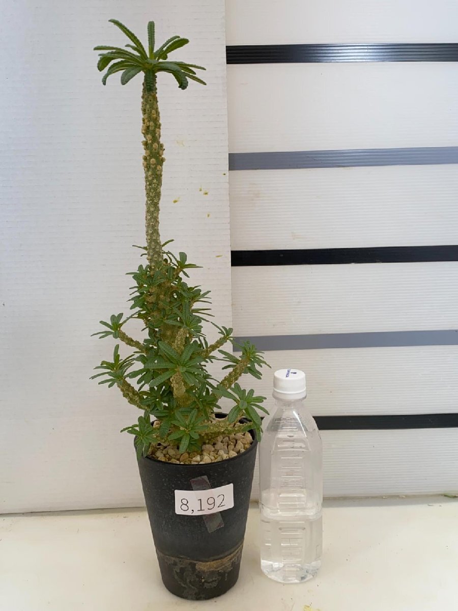 8192 「塊根植物」ドルステニア ギガス ブラータ 植え【発根開始・美株・Dorstenia gigas f. bullata】