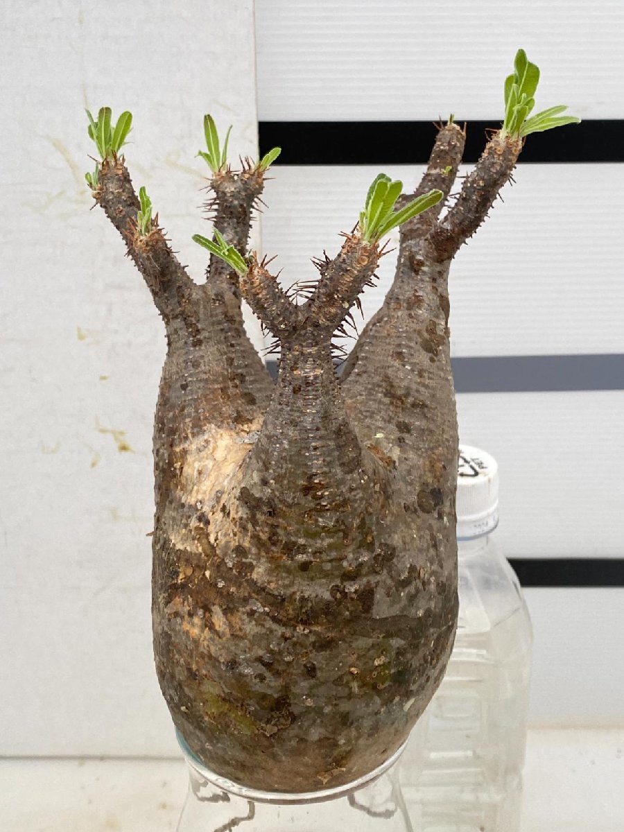 8311 「塊根植物」パキポディウム グラキリス　M 抜き苗【最新到着・gracilius・根切確認済・マダガスカル】