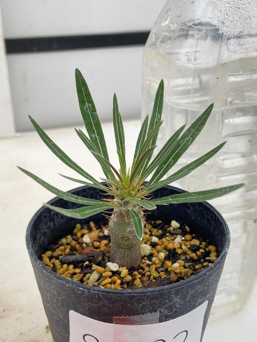 18□□Pachypodium Gracilius□□パキポディウム グラキリス 18□□Pachypodium Gracilius□□パキポディウム グラキリス