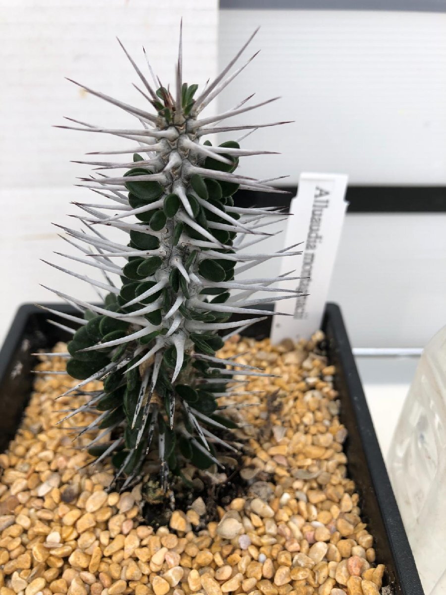 9263 「多肉植物I」アローディア　モンタグナッキー【発根・塊根植物・Alluaudia montagnacii】