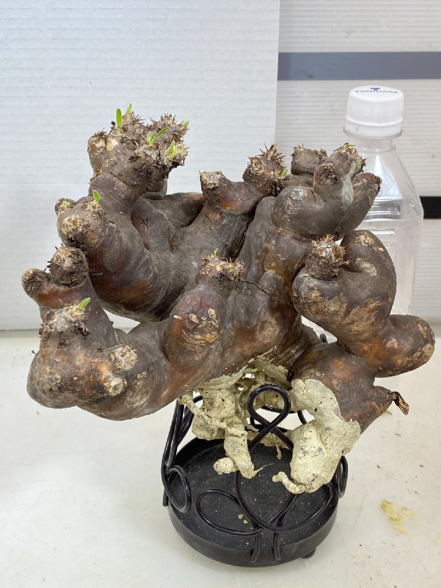 8097 「塊根植物」パキポディウム ブレビカリックス 抜き苗【最新到着・マダガスカル・brevicalyx・根切確認済・弱柔らか】