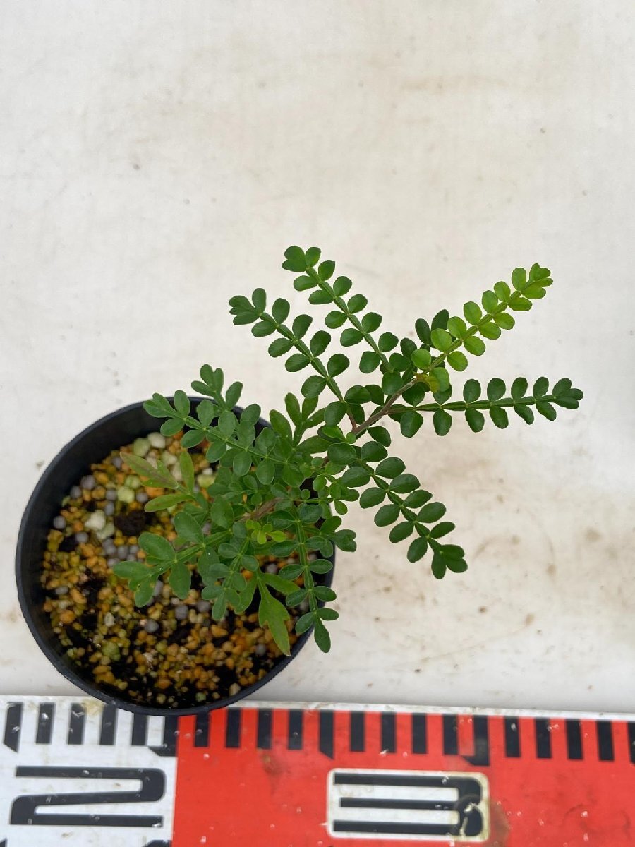 8674 実生株 オペルクリカリア パキプス 種から発芽 発根株 8674 実生株 オペルクリカリア パキプス 種から発芽 発根株