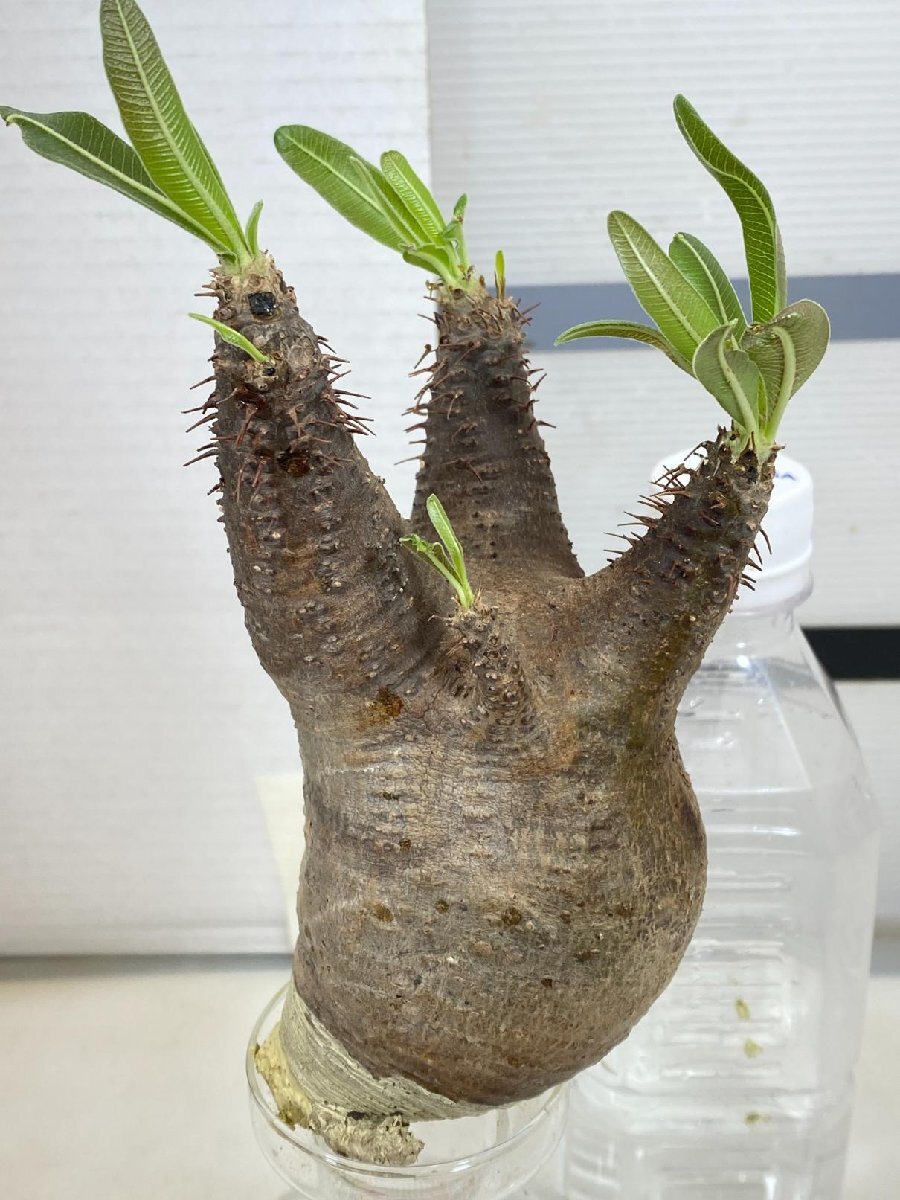 8016 「塊根植物」パキポディウム グラキリスS 抜き苗【最新到着・gracilius・根切確認済・マダガスカル】