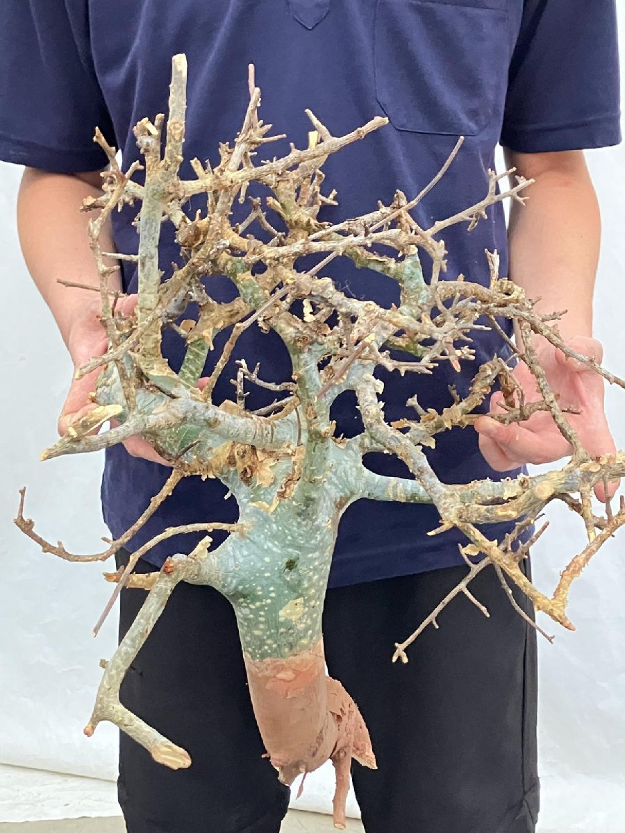 9672 「塊根植物」コミフォラ ホルトジアナ 抜き苗【8/30最新到着・厳選株・Commiphora holtziana】