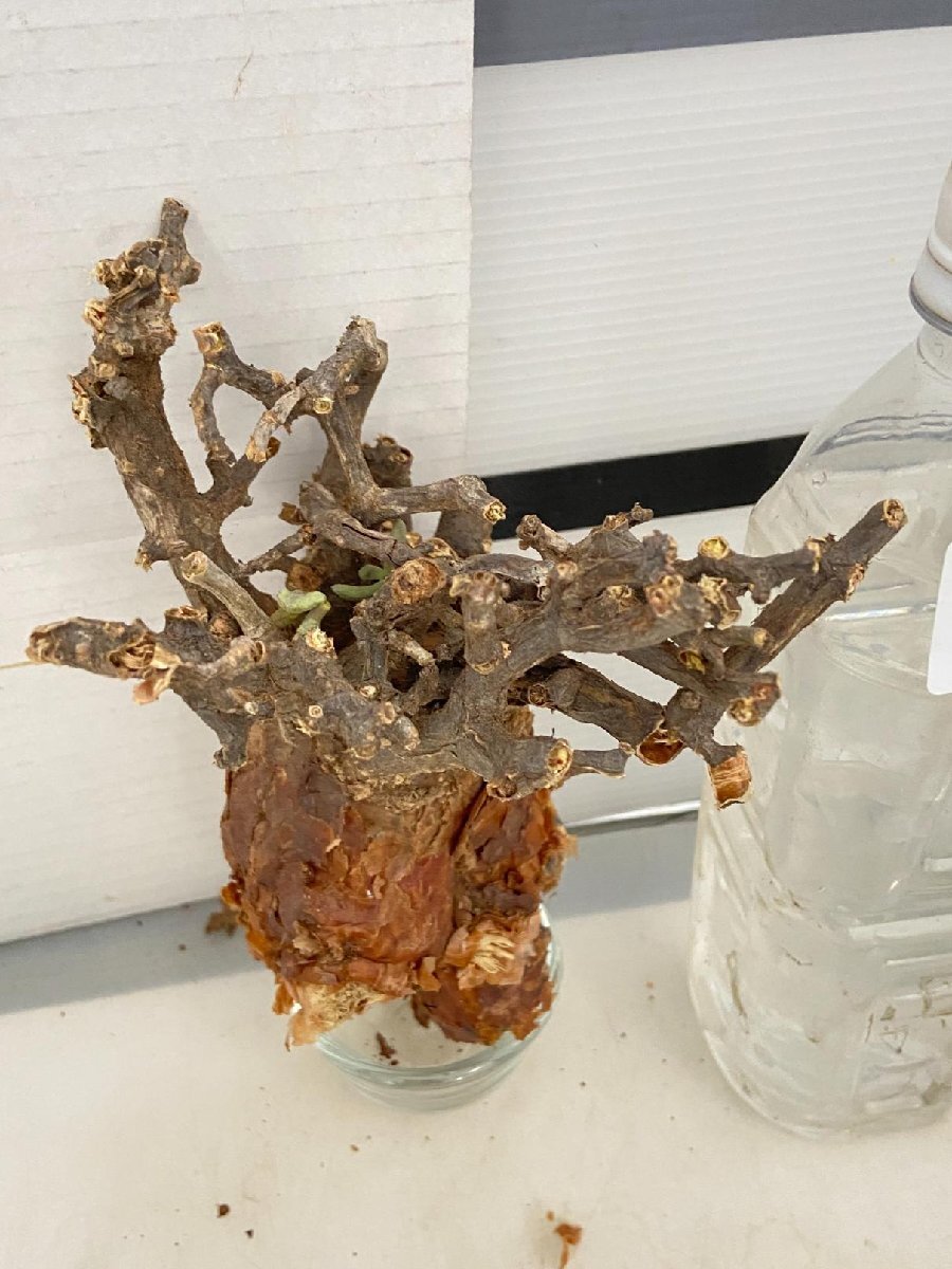 8864 「塊根植物」ケラリア ピグマエア 抜き苗【8/30最新到着・多肉植物・Ceraria pygmaea・枯れ枝アリ】