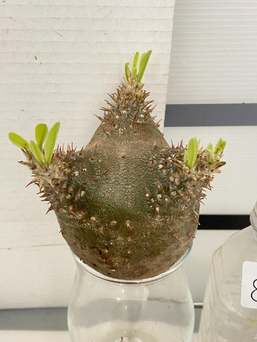 8811 「塊根植物」パキポディウム マカイエンセ 抜き苗【最新到着・makayense・根切確認済み・多肉植物・マダガスカル】