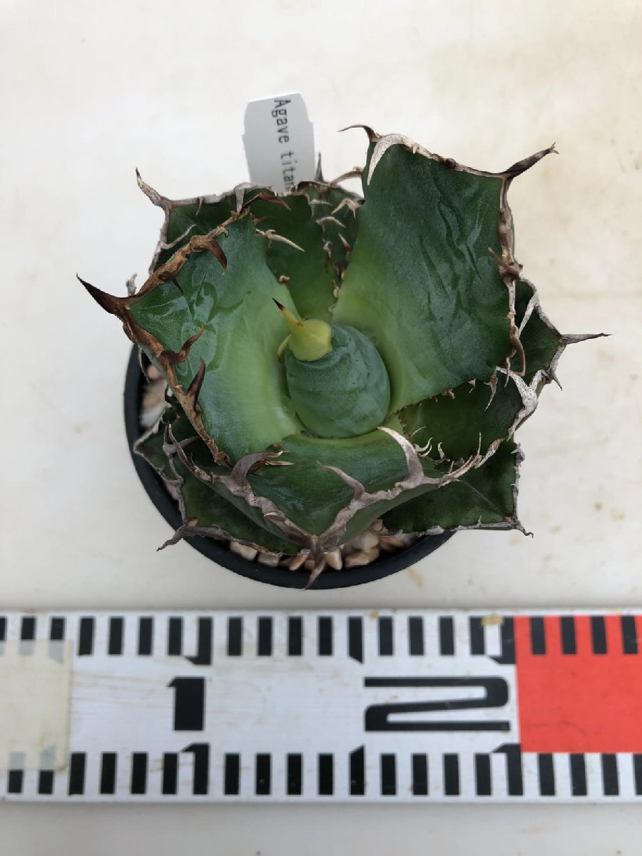 アガベ】 チタノタ 3号 36 【白刺・白鯨】Agave titanota アガベ】 チタノタ 3号 36 【白刺・白鯨】Agave titanota