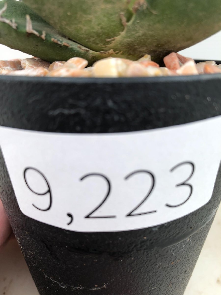 9223 多肉植物F アガベ チタノタ 白鯨 発根 多肉植物 Agave 9223 多肉植物F アガベ チタノタ 白鯨 発根 多肉植物 Agave