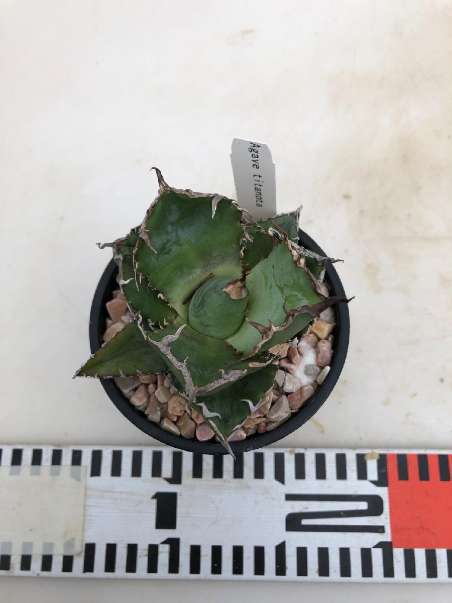 9230 多肉植物F アガベ チタノタ 白鯨 発根 多肉植物 Agave Titanota 