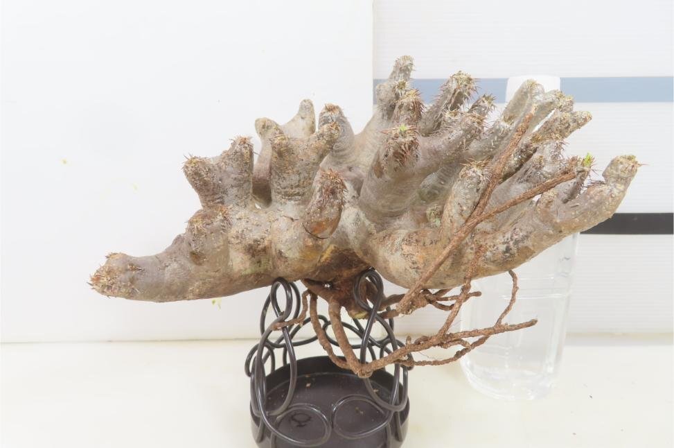 3242 「塊根植物」パキポディウム ブレビカリックス 抜き苗【8/18最新到着・マダガスカル・brevicalyx・根切確認済】