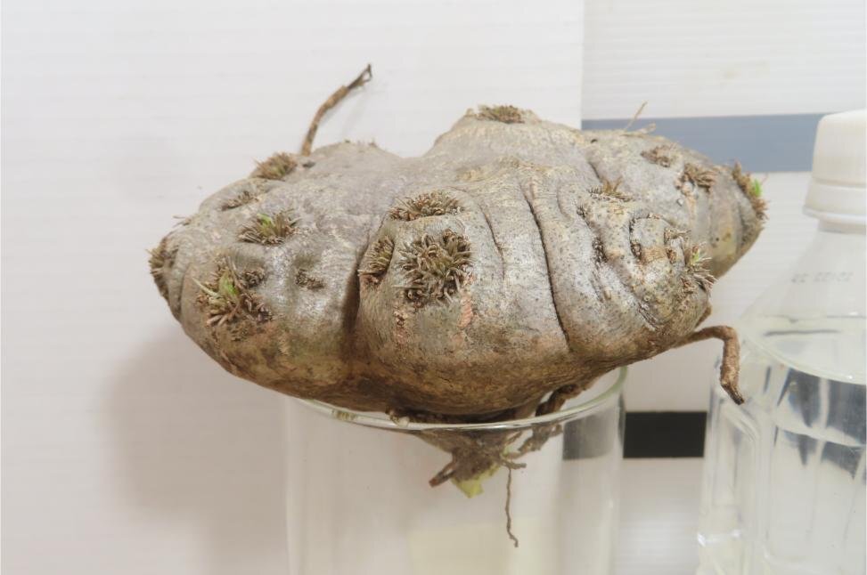 6988 「塊根植物」パキポディウム 恵比寿笑い 抜き苗 【最新到着・brevicaule・根切確認済・多肉植物・マダガスカル】