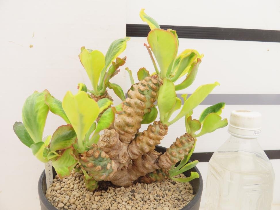5031「多肉植物I」ユーフォルビア ポイゾニー 【接ぎ木・発根開始・Euphorbia poissonii・ポイソニー】
