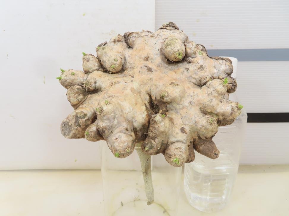 5237「塊根植物」パキポディウム 恵比寿笑い 抜き苗 【8/4最新到着・brevicaule・根切確認済・多肉植物・マダガスカル】