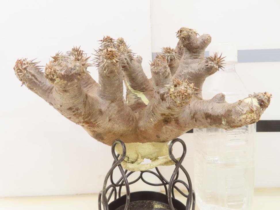 6818 「塊根植物」パキポディウム ホロンベンセ 抜き苗 厳選株【/最新到着・horombense・根切確認済み・マダガスカル】