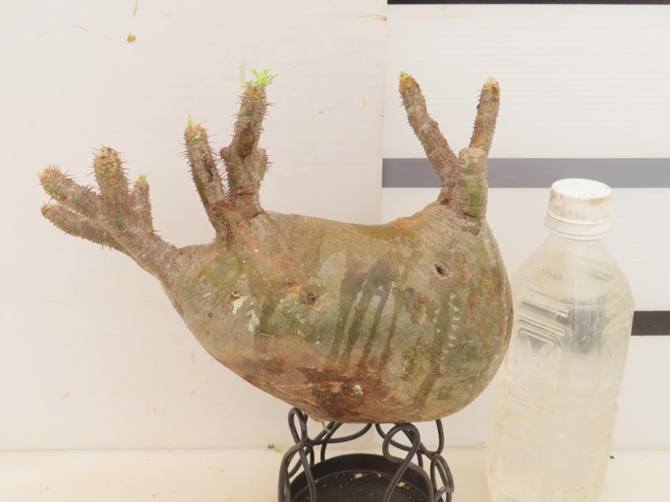 6533 「塊根植物」パキポディウム グラキリスM 厳選株 抜き苗【/最新到着・gracilius・根切確認済・マダガスカル】