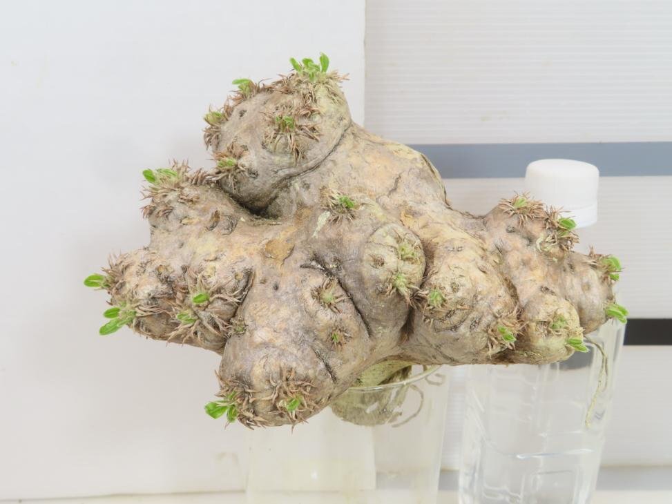 8287 「塊根植物」パキポディウム 恵比寿笑い 抜き苗 【/最新到着・brevicaule・根切確認済・多肉植物・マダガスカル】