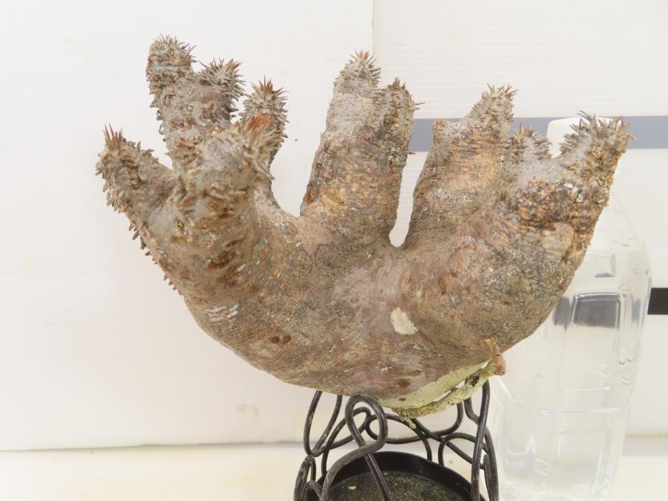 8299 「塊根植物」パキポディウム ホロンベンセ 抜き苗 厳選株【/最新到着・horombense・根切確認済み・マダガスカル】