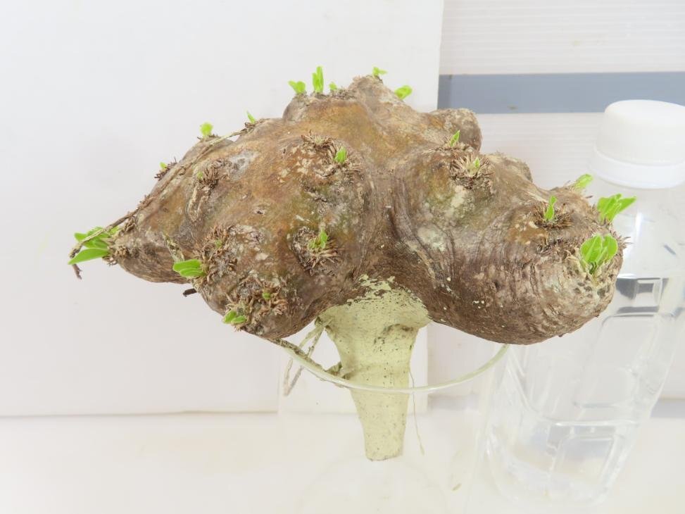 8243 「塊根植物」パキポディウム 恵比寿笑い 抜き苗 【/最新到着・brevicaule・根切確認済・多肉植物・マダガスカル】