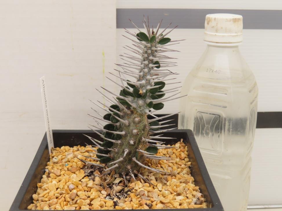 8069 「多肉植物I」アローディア　モンタグナッキー【発根・塊根植物・Alluaudia montagnacii】