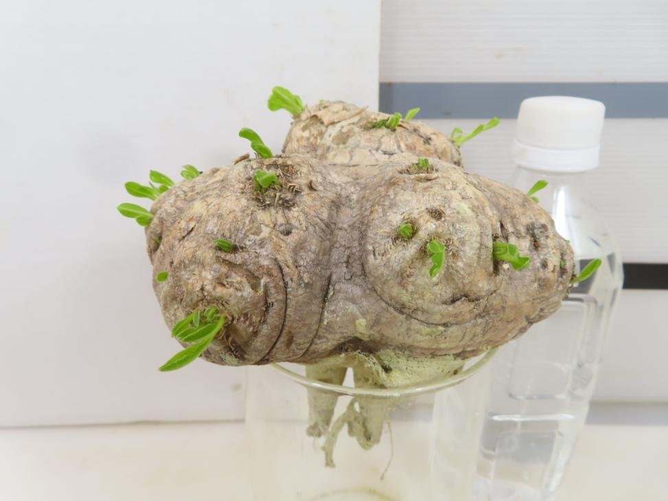 8264 「塊根植物」パキポディウム 恵比寿笑い 抜き苗 【/最新到着・brevicaule・根切確認済・多肉植物・マダガスカル】