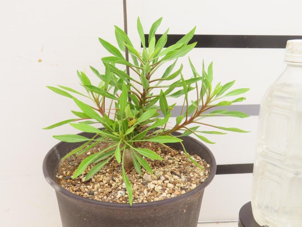 2118 「実生」フォークイエリア プルプシー大【塊根植物・Fouquieria purpusii・葉落ちする】