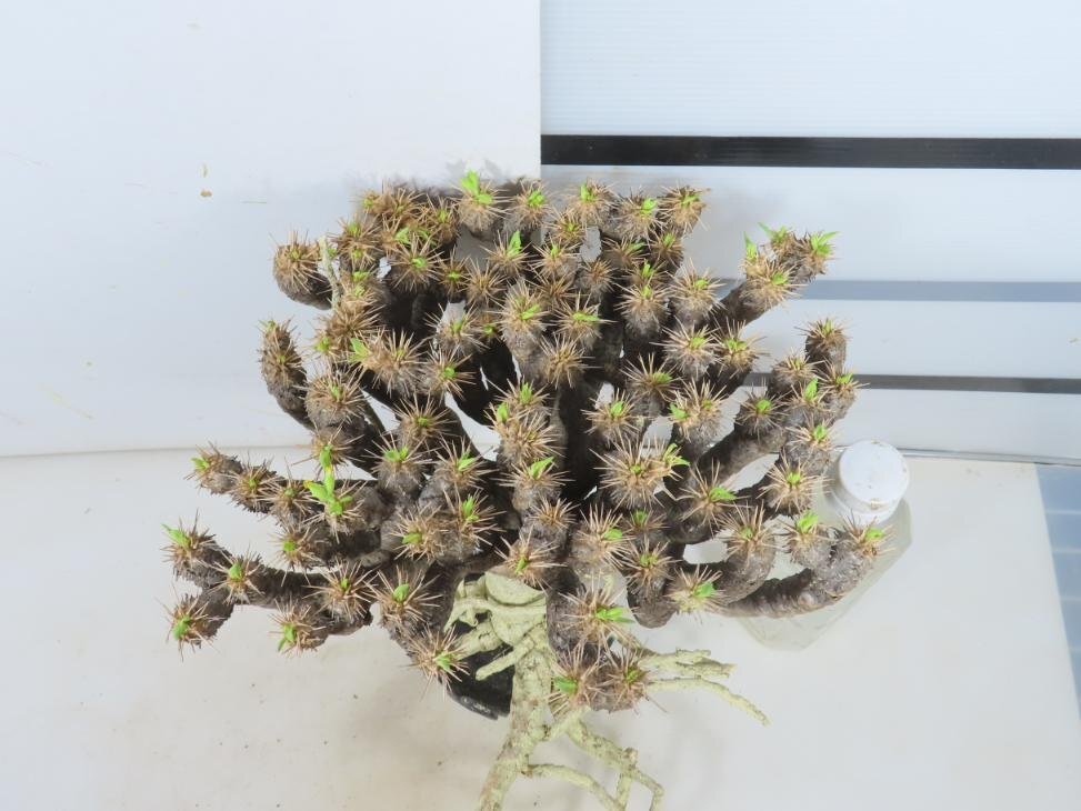 9577 「多肉植物」ユーフォルビア ギラウミニアナ大 抜き苗【最新到着・Euphorbia guillauminiana・マダガスカル】