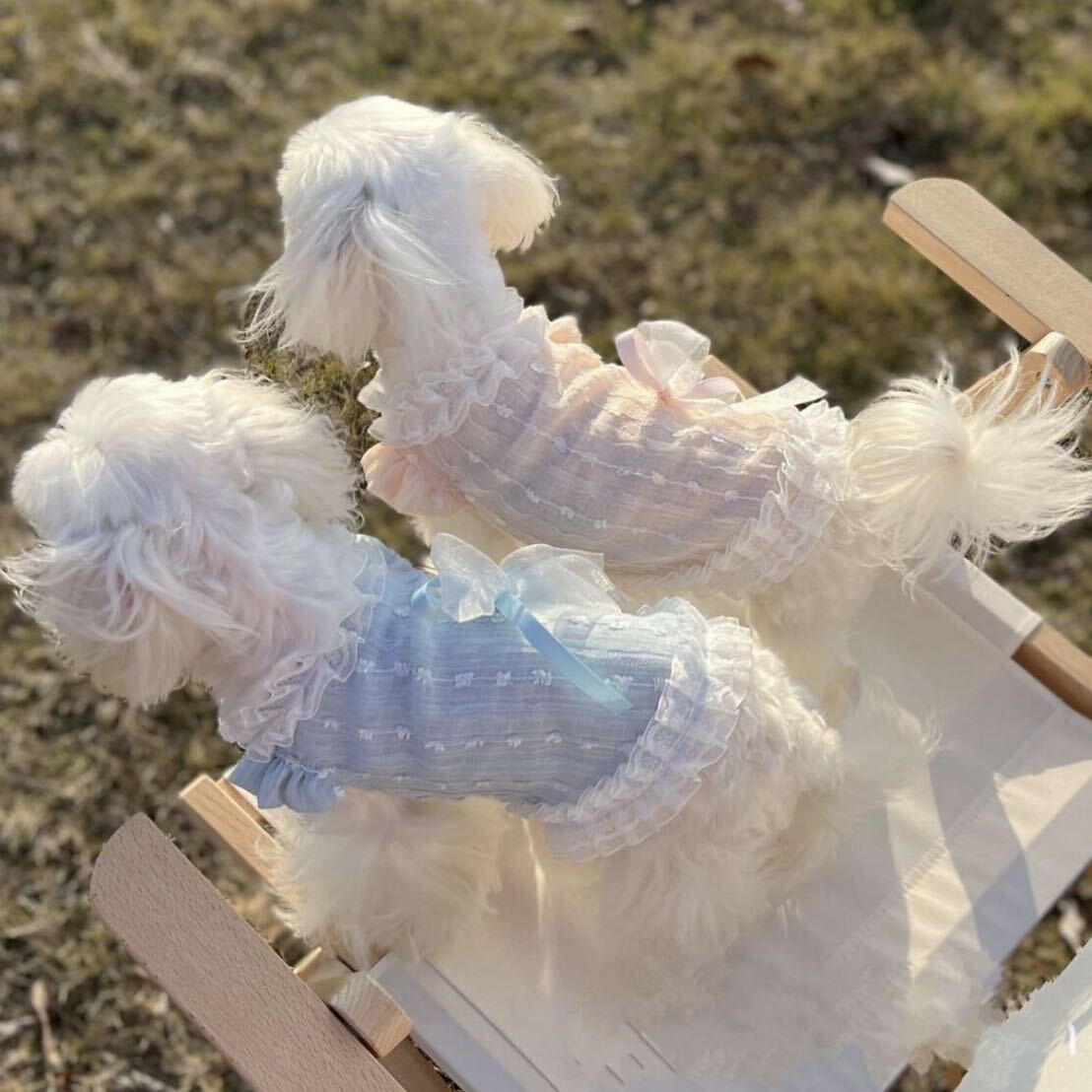 XL レース シアー ワンピース （水色） 犬服 貓服 犬の服 小型犬 ペット用品 ペット服 ドッグウェア スカート