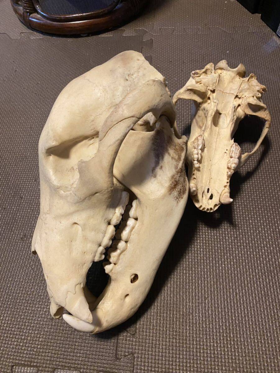 ヒグマ頭骨 標本 北海道 熊 Yahoo!オークション - ヒグマの頭骨頭蓋骨スカル 標本剥製熊