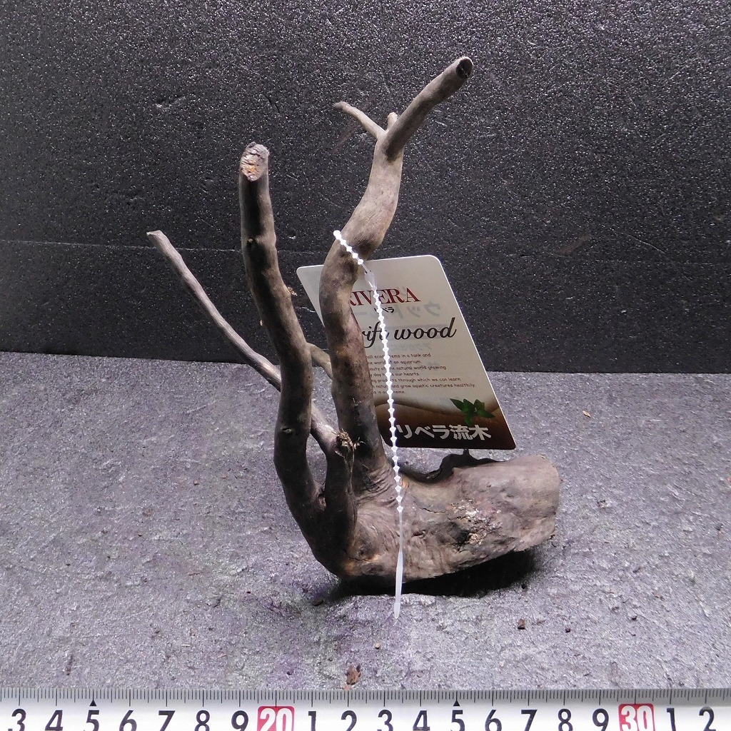 枝流木　リベラ　ウッドルーツＳ　1点物　No.089　天然　デルフィス　アク抜き済み　レイアウト　アクアリウム　RIVERA