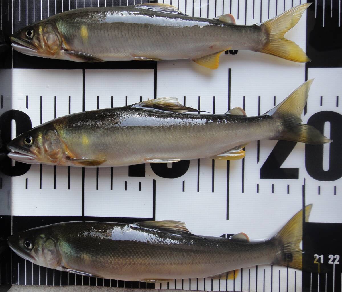 １天然鮎、冷凍、鳥取県日野川産、１８-２２cm、２１尾、１.３kg