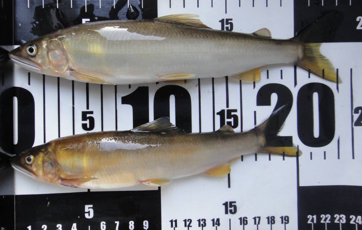 １８天然鮎、冷凍、鳥取県天神川産、２０-２３cm、２０尾、１.８kg